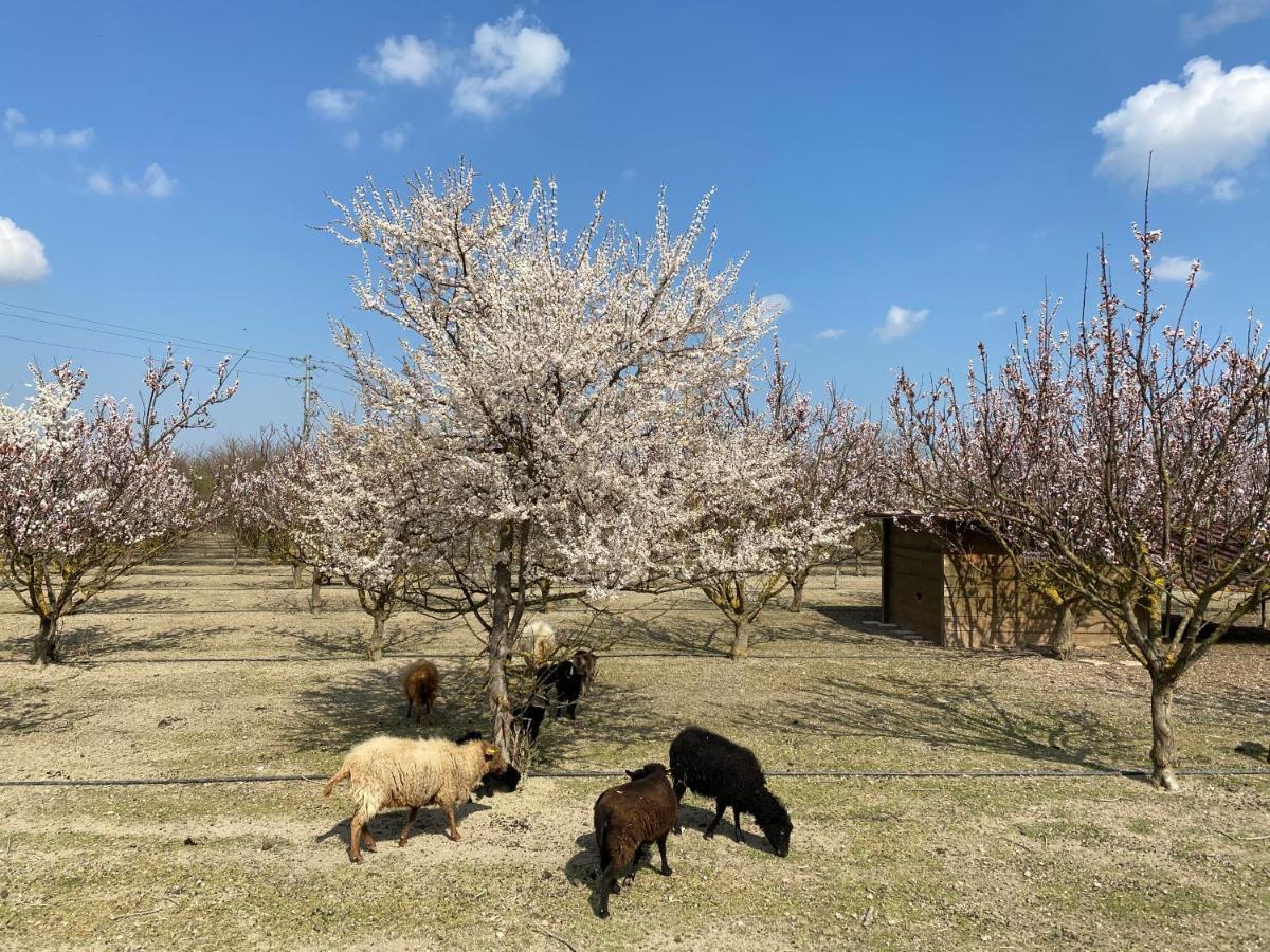 Agriturismo San Michele San Michele  Ngoại thất bức ảnh